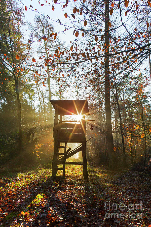 Hunting Blind In Autumn Woodland Photograph