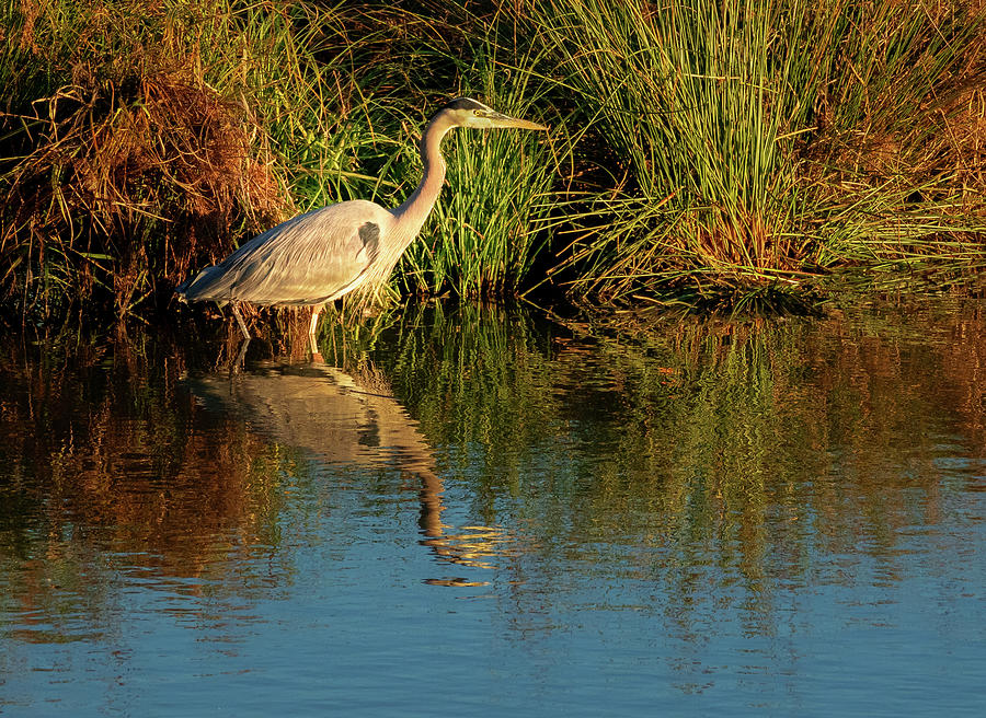 Hunting Blue Heron Photograph by Jean Noren