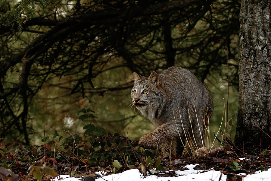 Hunting Canada Lynx Photograph by Wes and Dotty Weber