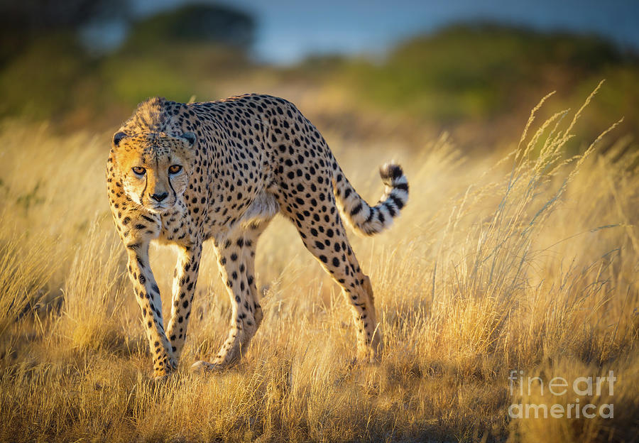 Hunting Cheetah Photograph by Inge Johnsson