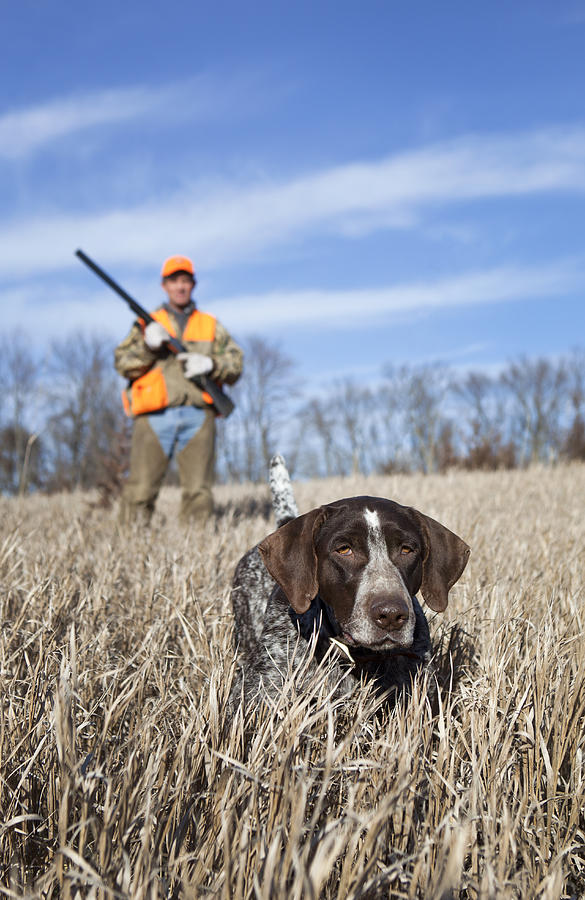 Hunting Dog and Man Upland Bird Hunting in Midwest Field. Photograph by JMichl