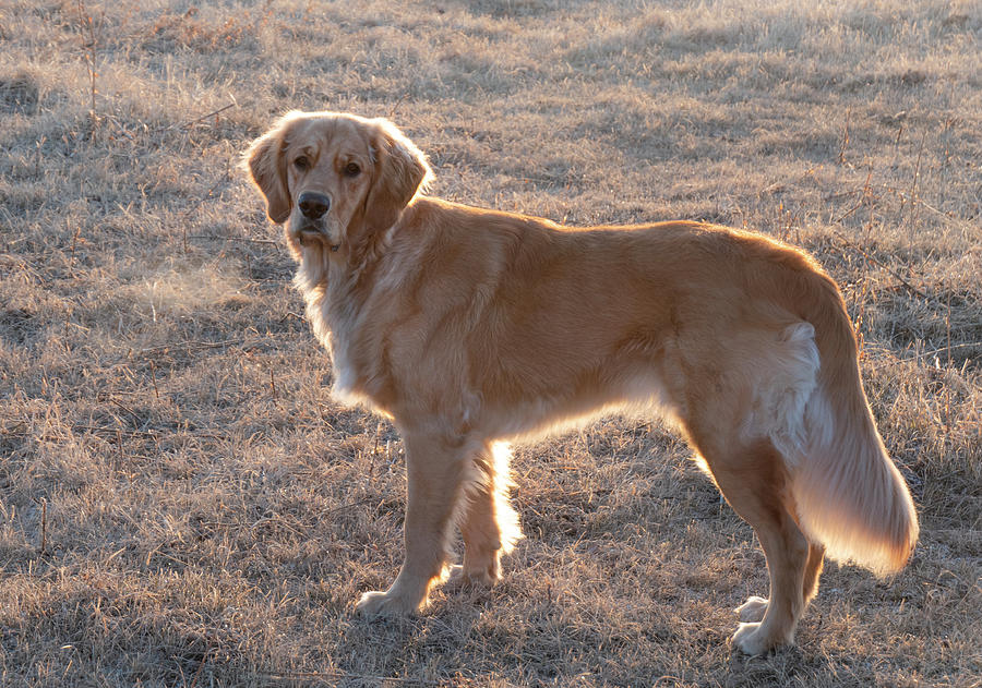 Dog Photograph - Hunting Dog At Dawn In The Field by Phil And Karen Rispin