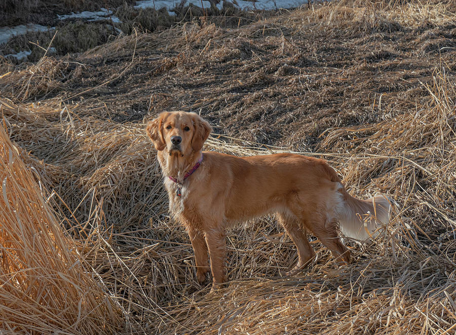 Golden Retriever Photograph - Hunting Dog In The Field by Phil And Karen Rispin