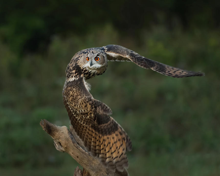 Hunting Eagle-owl Photograph by CR Courson