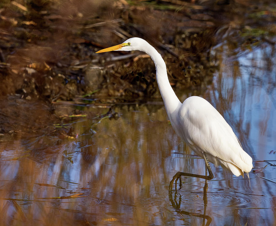 Hunting Egret Photograph by Jean Noren