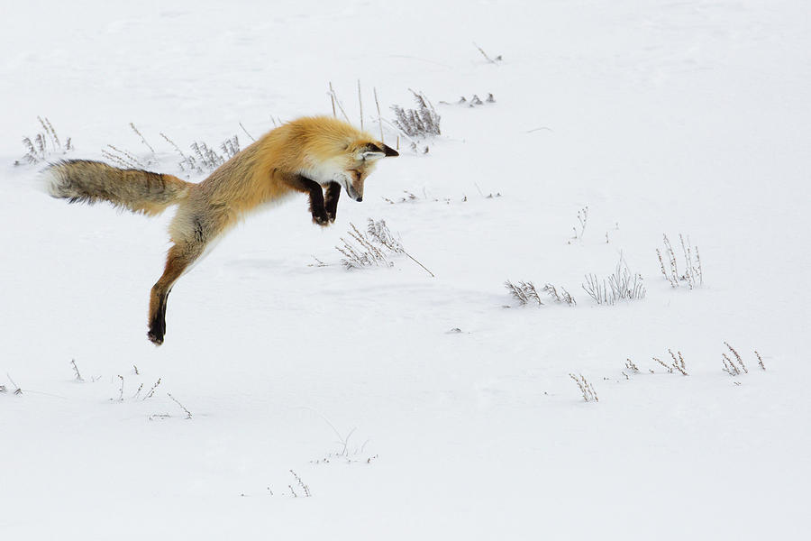 Hunting Fox Leaping, Hayden Valley, Yellowstone National Park Photograph by The Yellowstone Collection Hunting Fox Leaping, Hayden Valley, Yellowstone National Park Photograph by The Yellowstone Collection