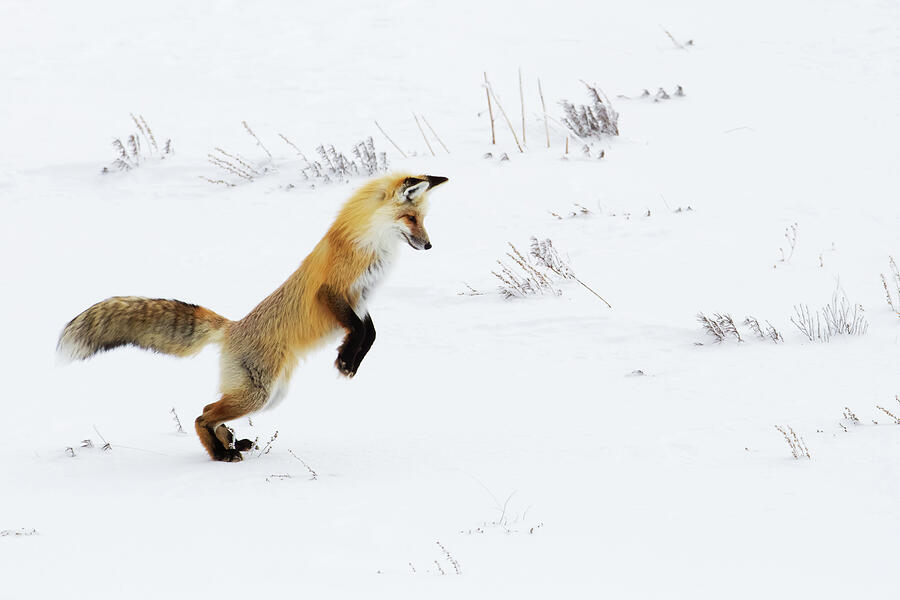 Yellowstone National Park Photograph - Hunting Fox by Mango Art