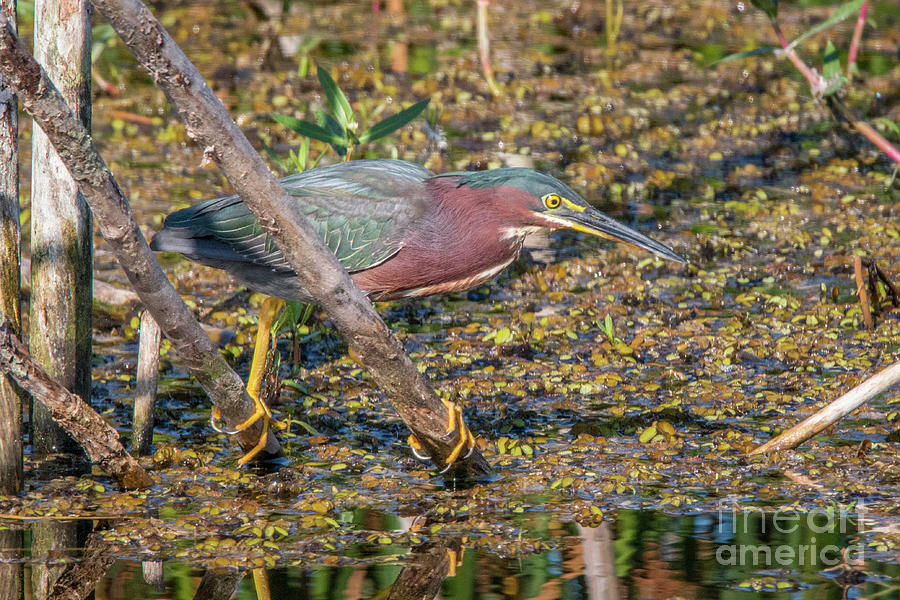 Hunting Green Heron Photograph by Tom Claud