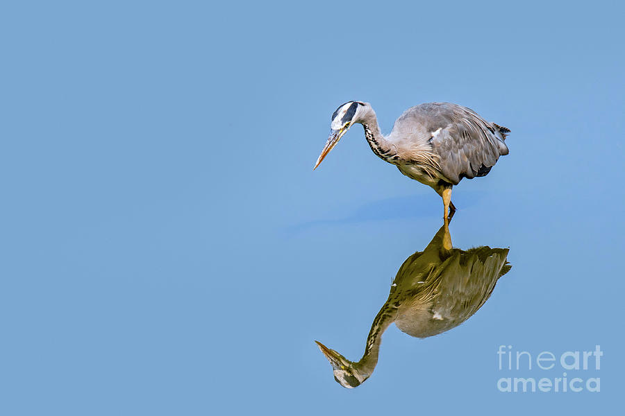 Hunting Grey Heron Photograph by Arterra Picture Library