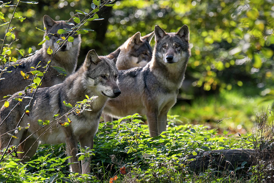 Hunting Grey Wolves Photograph by Arterra Picture Library - Fine Art ...