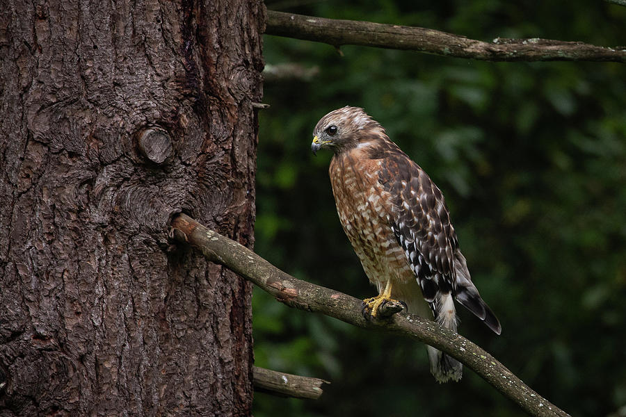 Hunting Hawk Photograph by Denise Kopko