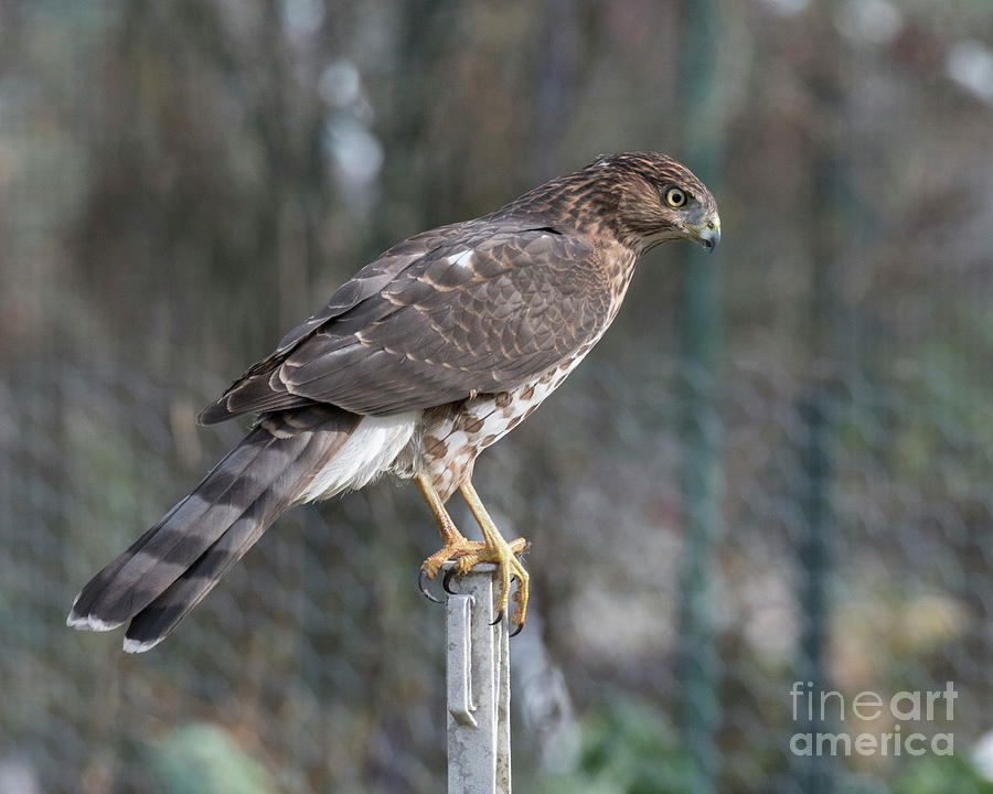 Hunting Hawk Photograph by Kristine Anderson