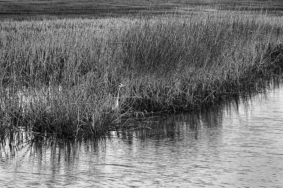 Hunting in the Marsh at Murrells Inlet Monochrome Photograph by Bill Swartwout