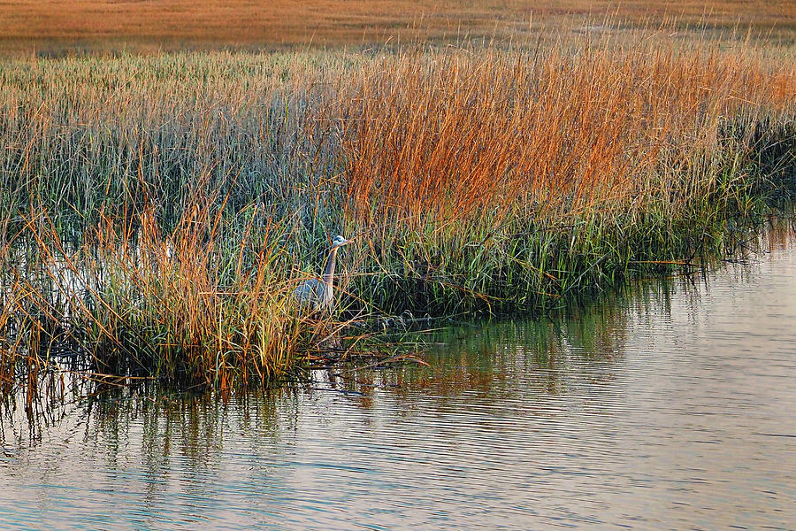 Hunting in the Marsh at Murrells Inlet, SC Photograph by Bill Swartwout