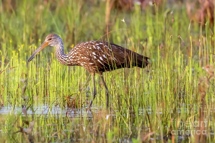 Hunting Limpkin Photograph by Tom Claud
