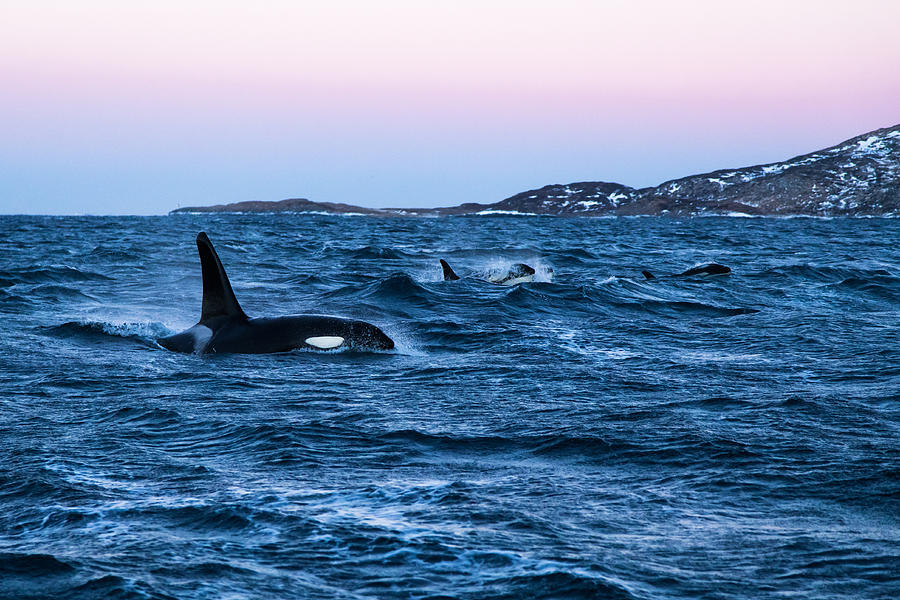 Hunting orcas Photograph by Kerstin Meyer