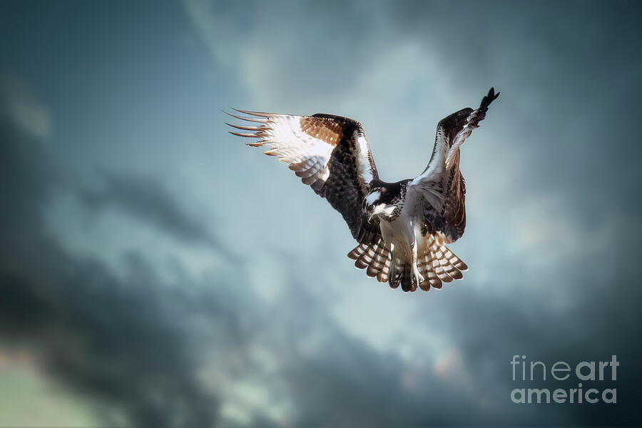 Hunting Osprey Photograph by Thomas Nay Hunting Osprey Photograph by Thomas Nay