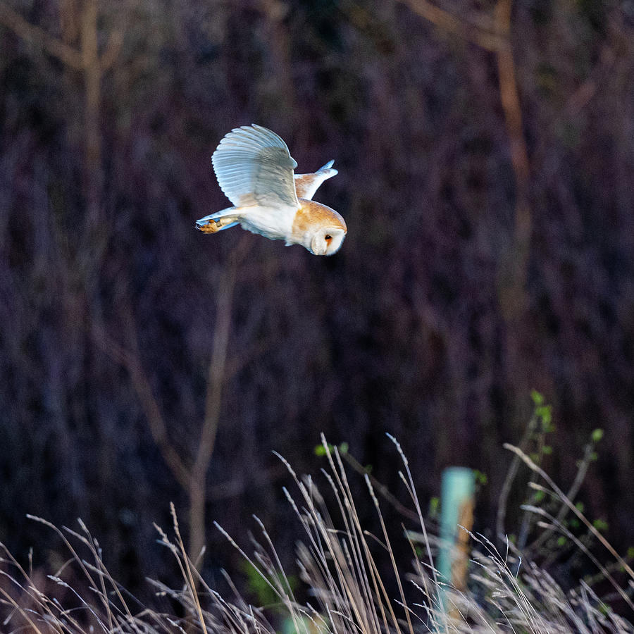 Hunting Owl Photograph by Mark Hunter