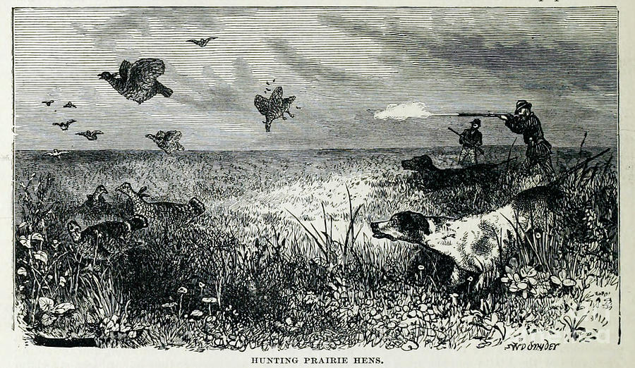 Hunting Prairie Hens c4 Drawing by Historic Illustrations - Fine Art ...