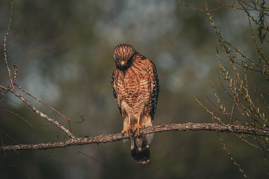 Hunting Red Shouldered Hawk Photograph by Chad Meyer - Pixels