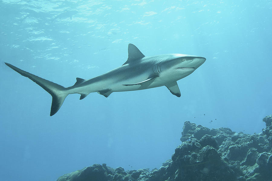 Hunting reef shark - At coral reef of Yap Island -  Photograph by Ute Niemann
