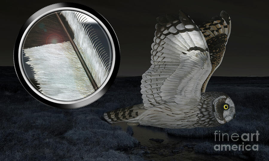 Hunting Short-eared Owl - Asio Flammeus - Fine Art Print - Stock Illustration Painting