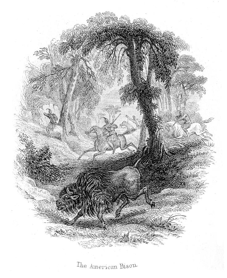 Hunting the american bison lithograph 1884 Drawing by Thepalmer