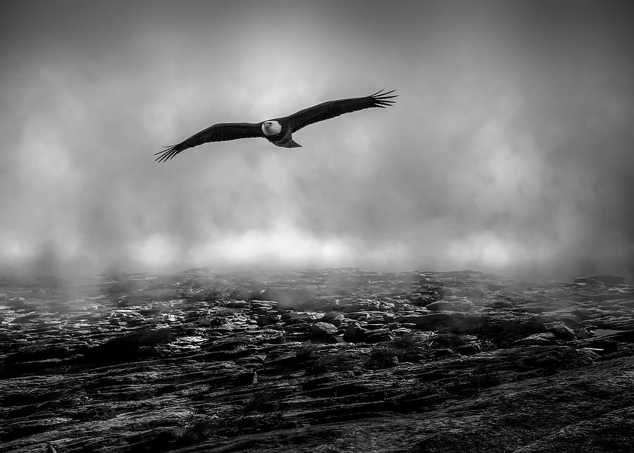 Eagle Photograph - Hunting The Fog Line by Bob Orsillo