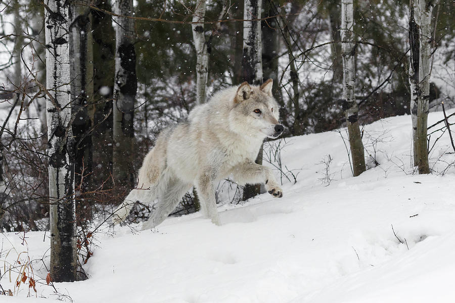 Hunting Wolf Photograph