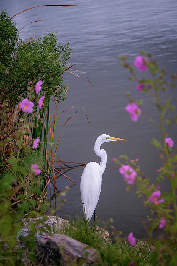 Posing Egret Photograph by Cindy Robinson