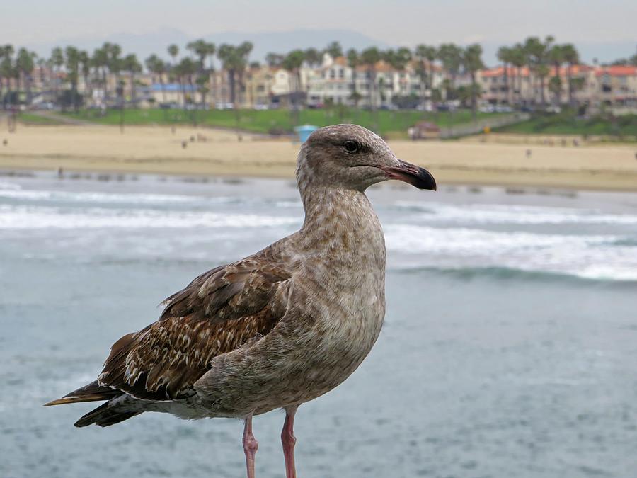 Huntington Beach Seagull Photograph by Connor Beekman