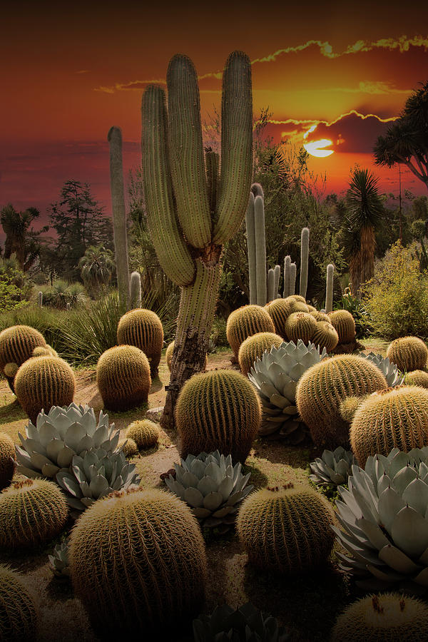 Huntington Botanical Desert Garden in California at Sunset Photograph by Randall Nyhof