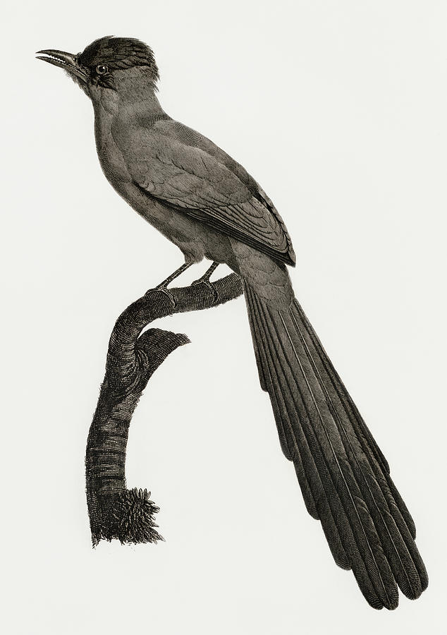 Jacques Barraband Digital Art - Huon Astrapia -  Vintage Bird Illustration - Birds Of Paradise - Jacques Barraband - Ornithology by Studio Grafiikka