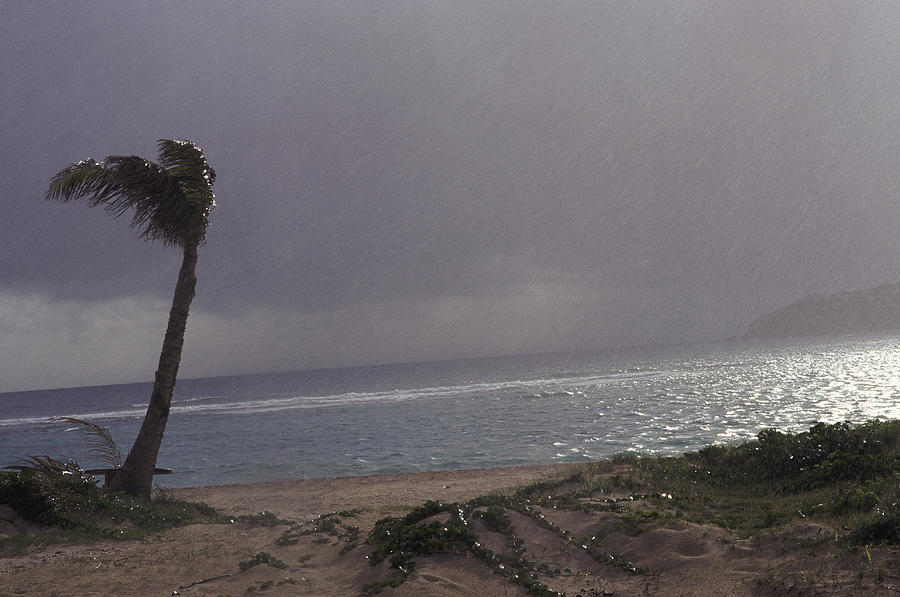 Hurricane on a Beach, Palm Tree Swaying in the Wind and Rain Photograph by B2M Productions