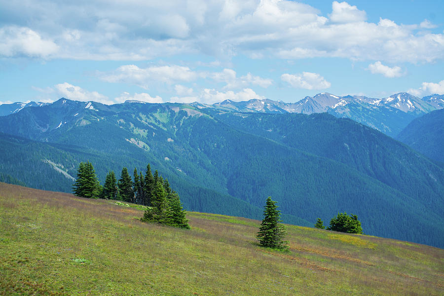 Hurricane Ridge Olympic National Park Photograph by Bruce Gourley