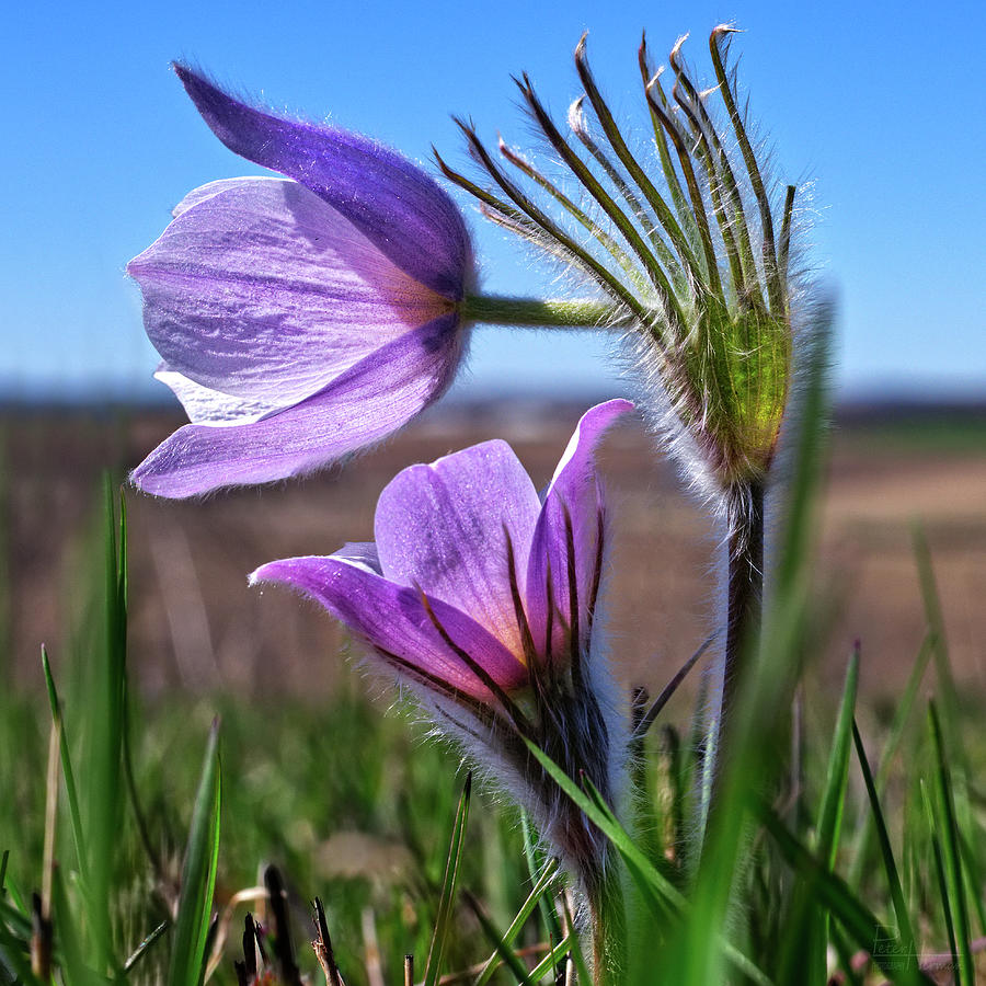 Hush, Little Child -  Prairie Crocus/Pasque Flower on Muralt Bluff in South WI - square crop Photograph by Peter Herman