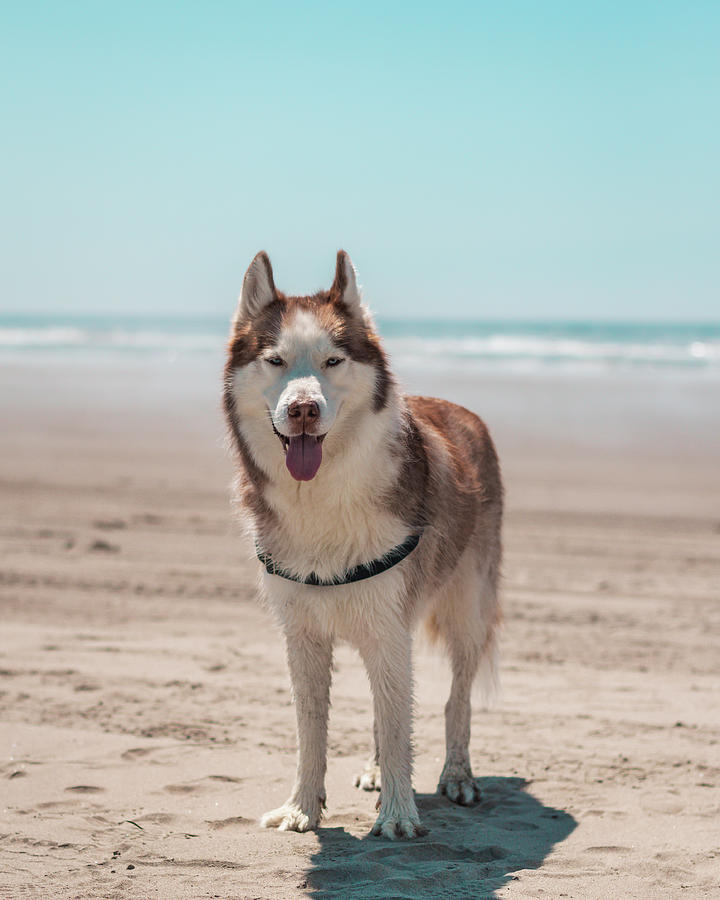 Husky Photograph - Husky at the Beach by Cars and Chris