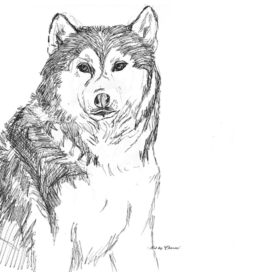 Husky Drawing by Charme Curtin