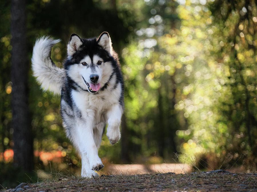 Husky Photograph by Dawn Van Doorn - Pixels