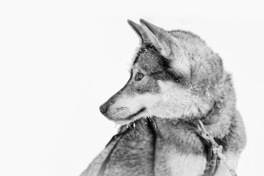Winter Photograph - Husky dog in the snow, black and white portrait by Delphimages Photo Creations