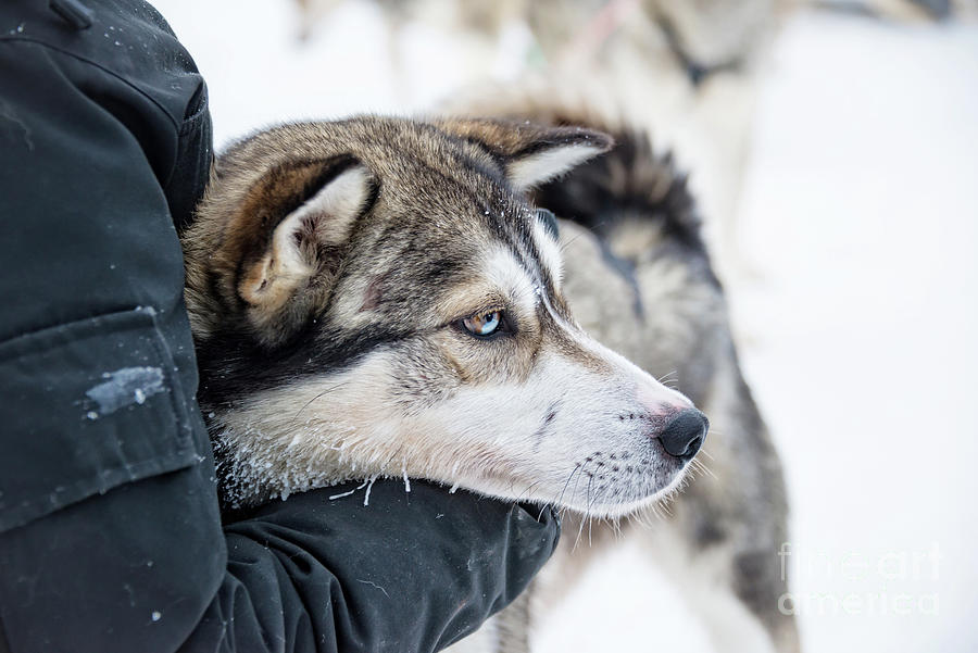 Husky dog hug after the ride Photograph by Delphimages Photo Creations