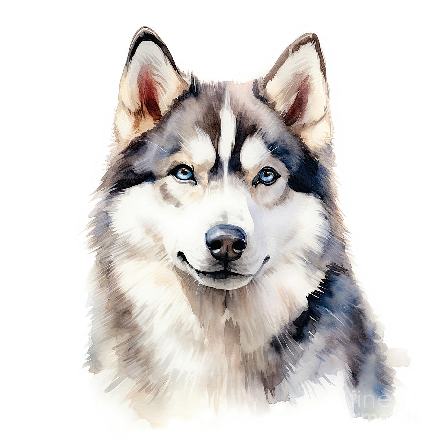 Husky dog portrait. Stylized watercolour digital illustration of a cute dog with big blue eyes. Digital Art by Jane Rix