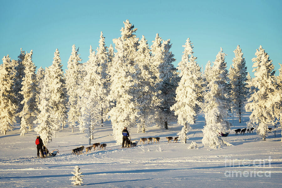 Husky dog sled in winter Photograph by Delphimages Photo Creations