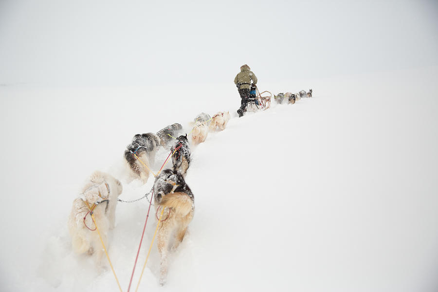 Husky dogs pulling a sled, Svalbard Norway Photograph by Tim E White