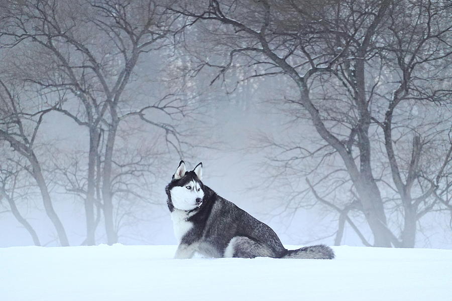 Husky enjoyss Snow in a Foggy Morning  Photograph by Wei Wang