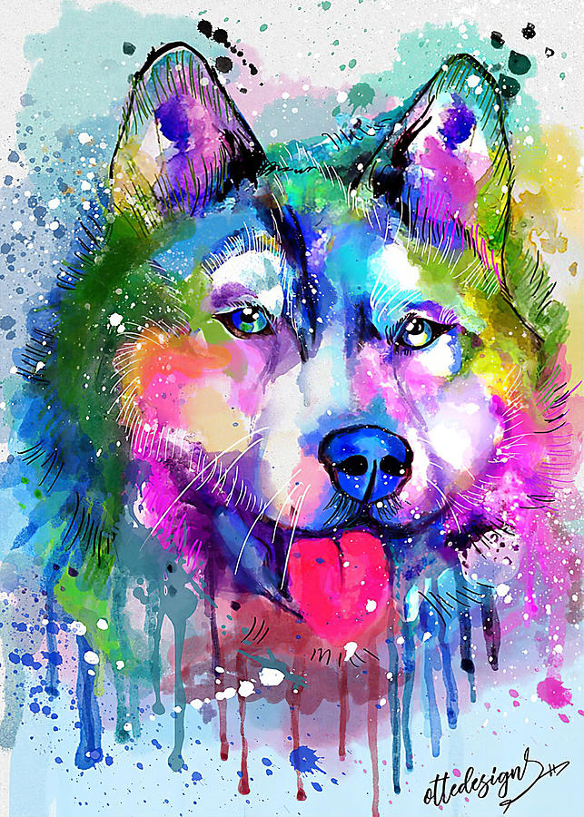 the rainbow husky