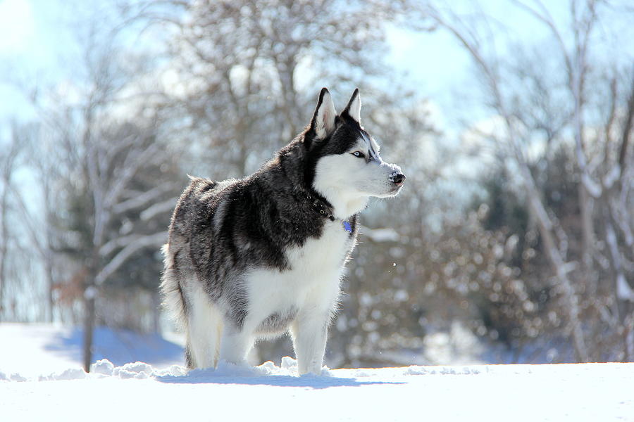 Husky in Snow Photograph by Wei Wang