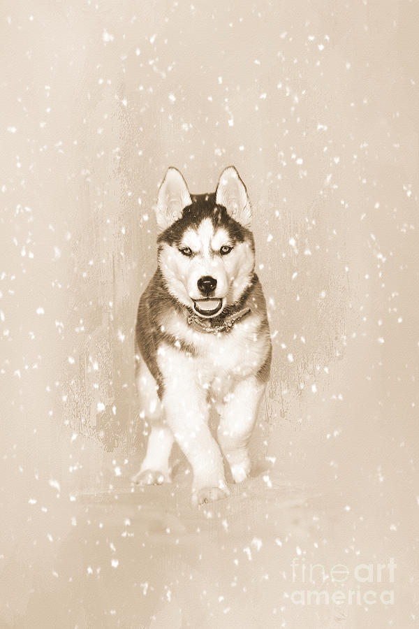 Dog Photograph - Husky in the Snow Sepia by Elisabeth Lucas