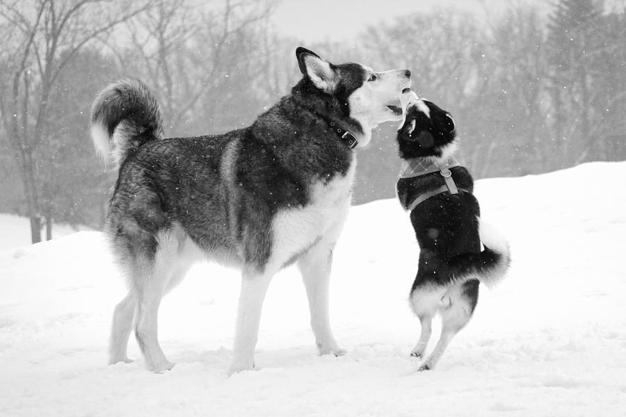 Husky Plays with a Miniature in the Snow Photograph by Wei Wang