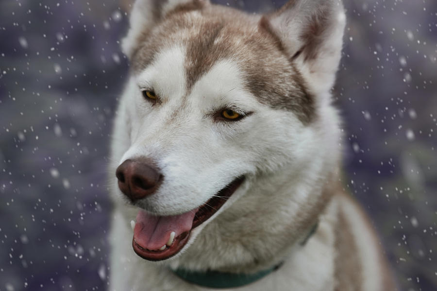 Husky Portrait Photograph